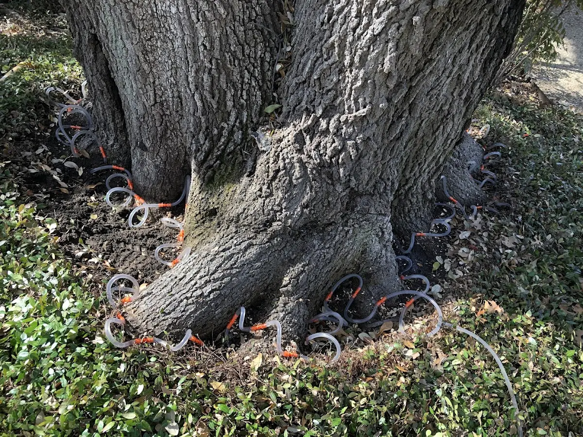 Detailed Tree Cabling and Bracing job site in Longwood