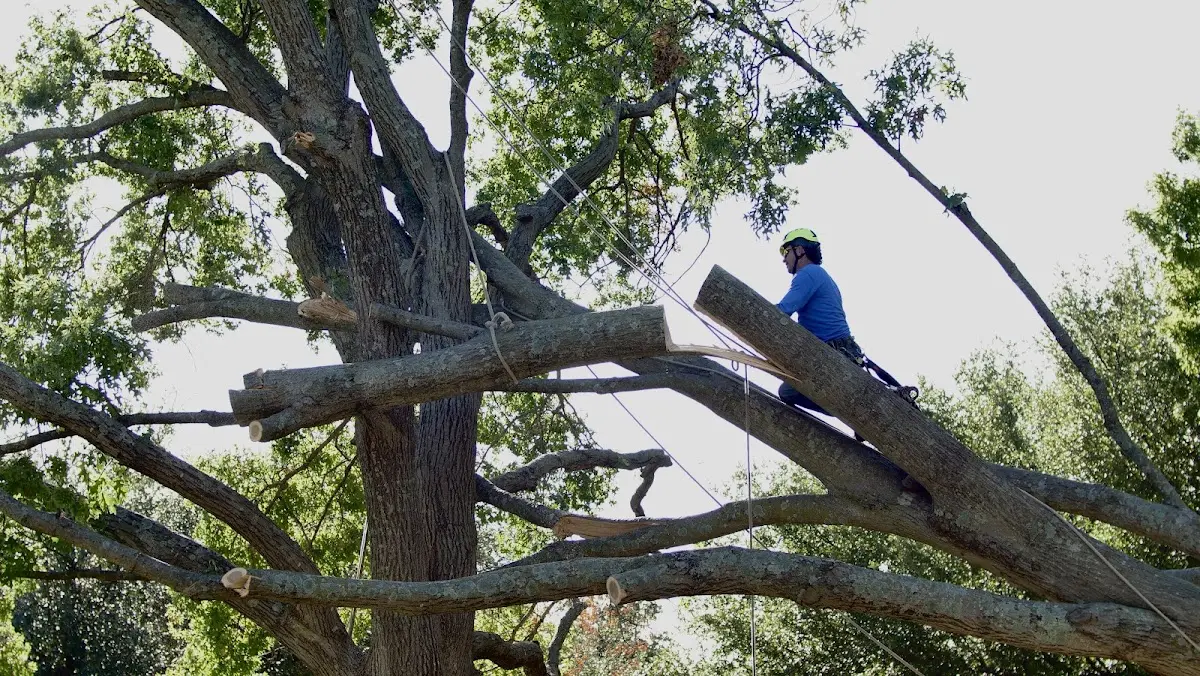 Professional Crown Thinning performed by certified arborists in Longwood