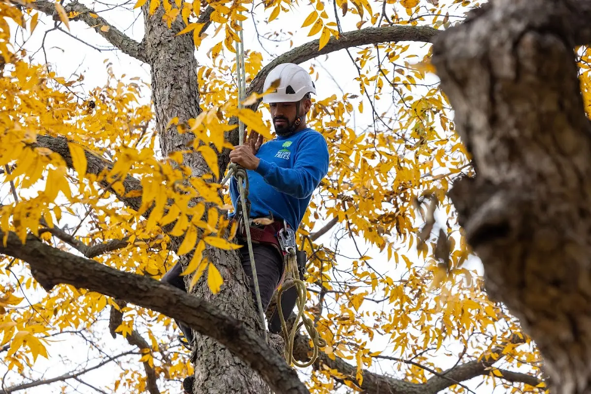 Skilled Tree Planing crew working in Longwood